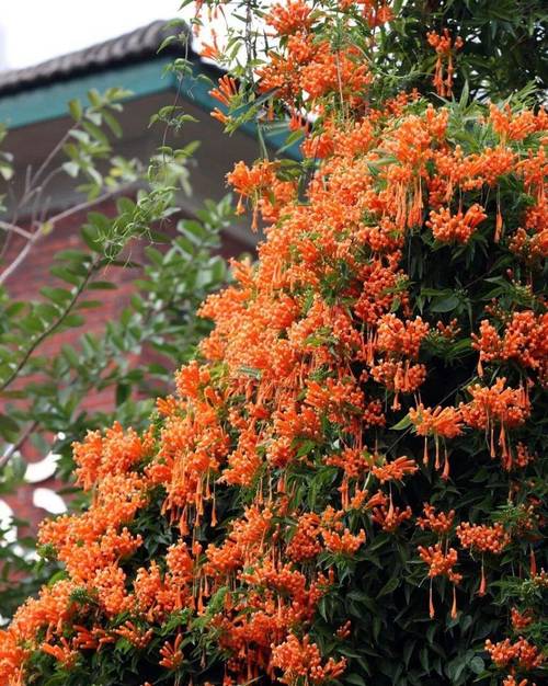 在北方农村庭院适合种什么鲜花?