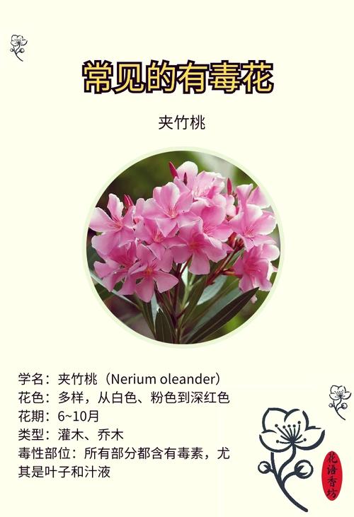 一品红有毒吗放室内可以吗