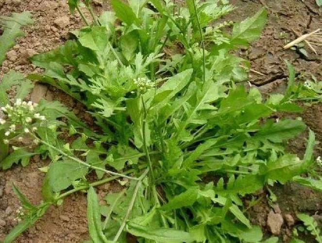 春季适合吃的野菜有哪些