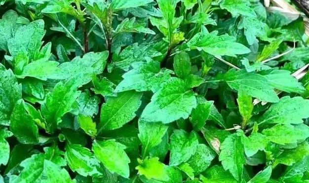 春天到了,你们当地都有什么可以吃的野菜?