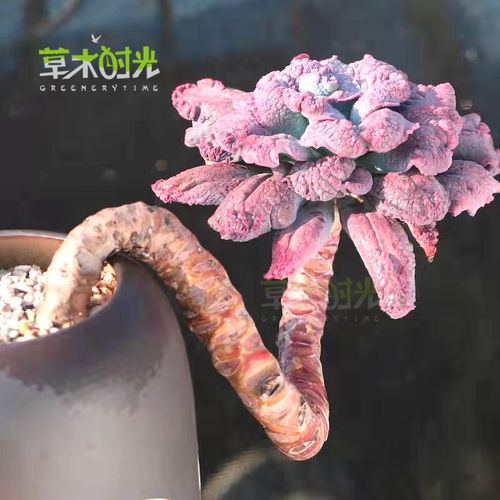 狂野男爵多肉的相似品种有哪些?