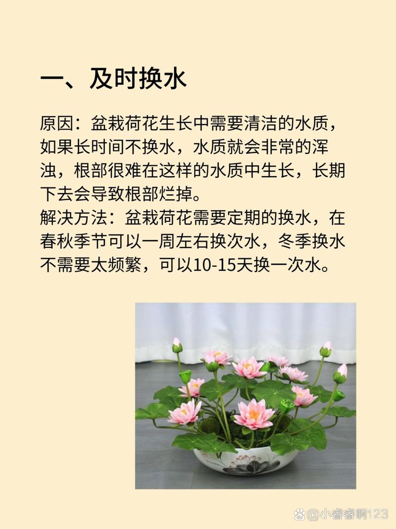荷花烂根怎么办