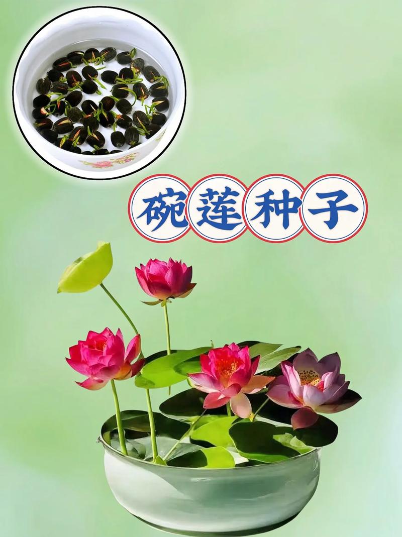 盆栽荷花烂根怎么办,盆栽荷花烂根的原因和解决方法