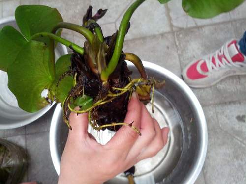 盆栽荷花烂根怎么办