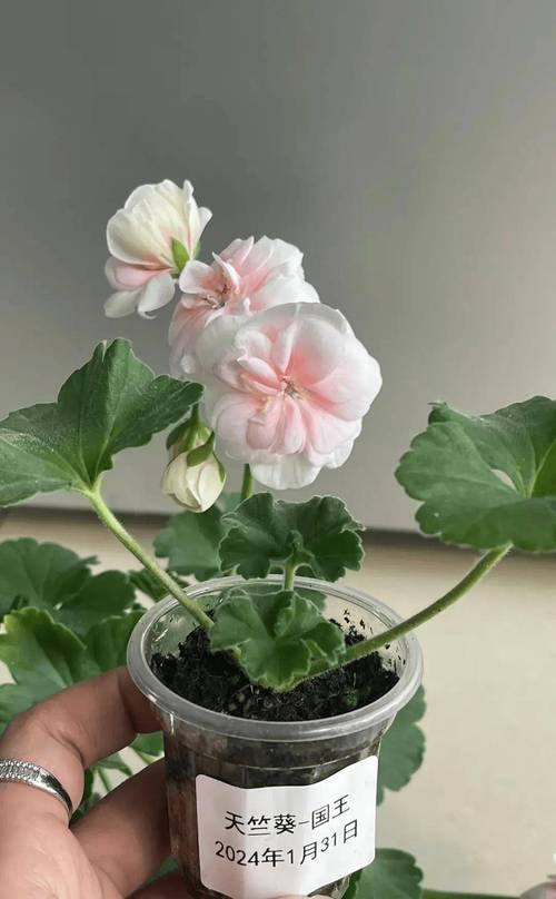 入秋别买这5种花,回家3天花苞全掉,再便宜都亏!