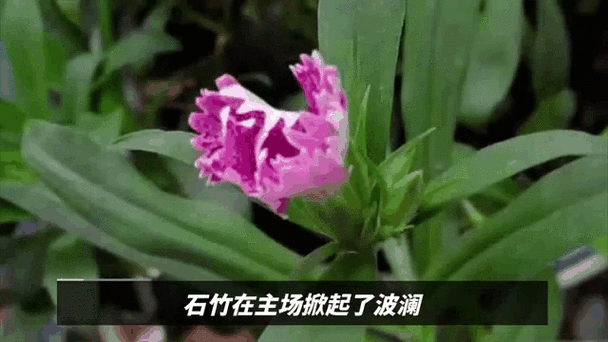 5种“坑人花”,千万别买回家,一般人“养不活”,买了白扔钱