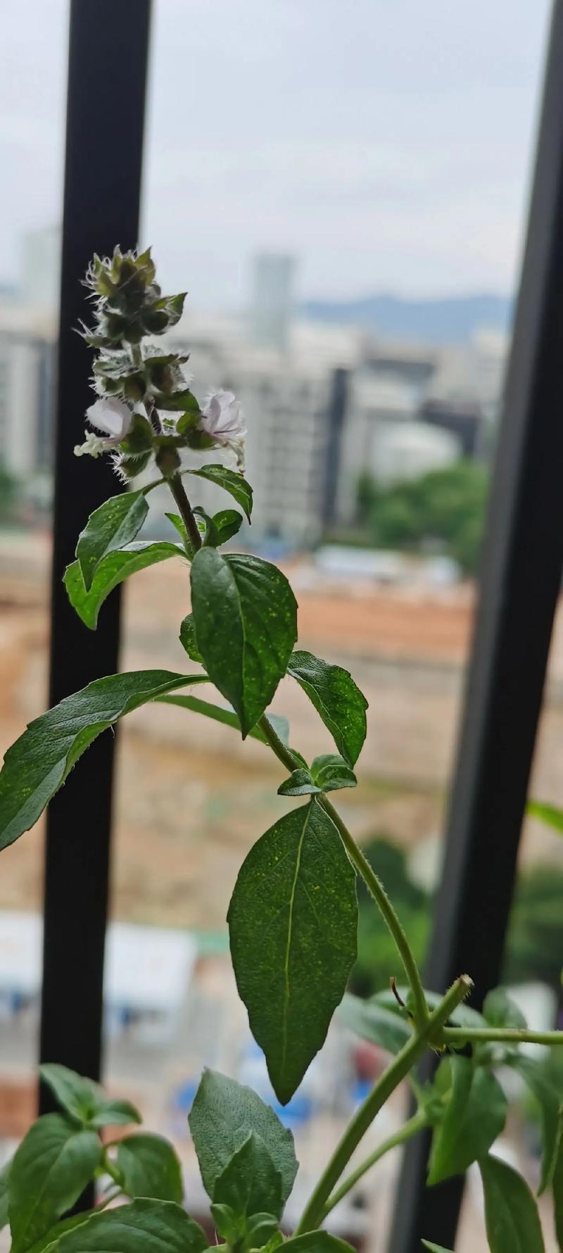 罗勒的花语是什么?
