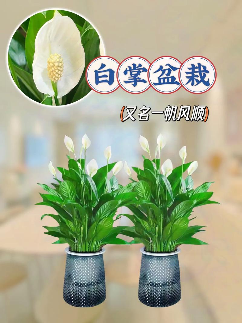 白掌水培好还是土培好？白掌水培好还是盆栽好？