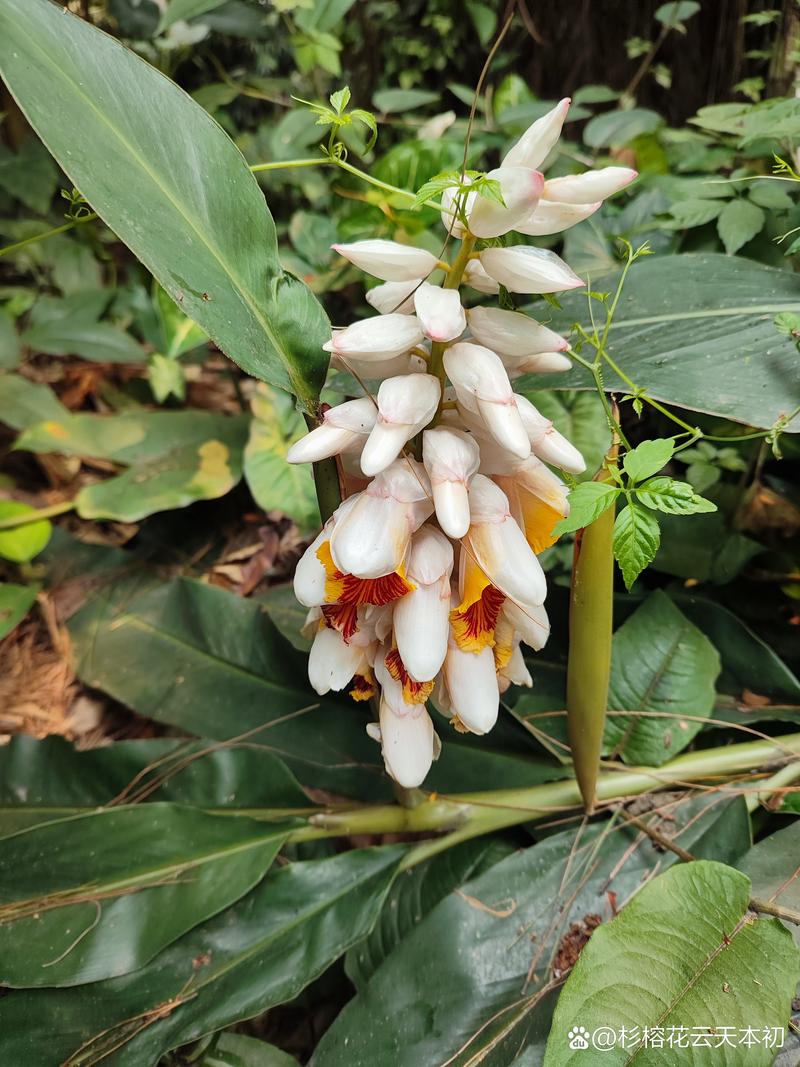 姜花是生姜开的花吗,两者不属同种植物