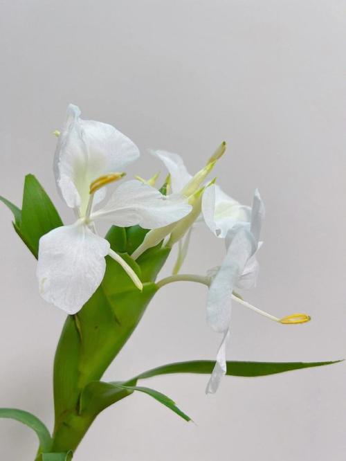 姜花和生姜的区别
