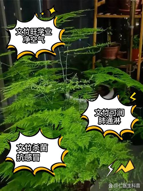 文竹个子越矮越值钱,养成土肥圆,竟能卖出10000元!