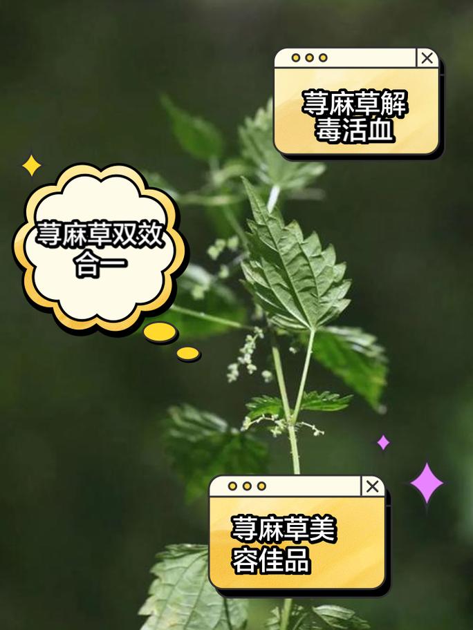 心叶藤的花语和价值,恬静温馨/观赏净化空气还能入药