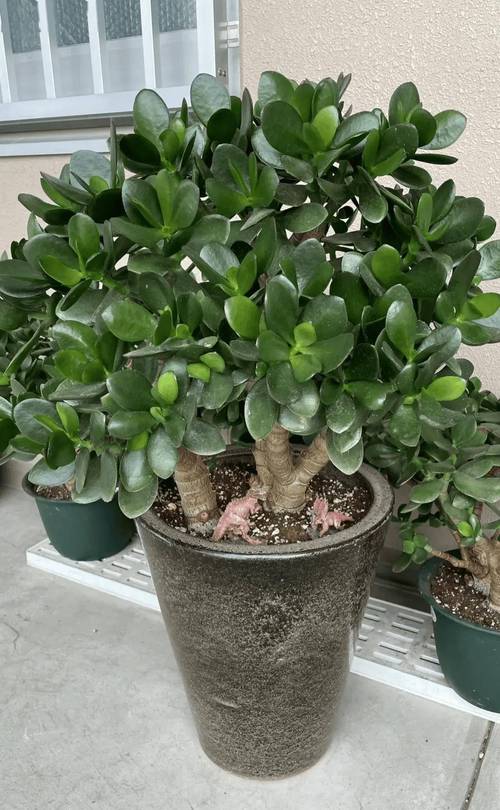 玉树的花期是什么时候