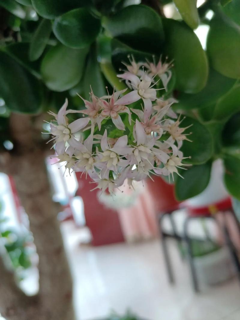 玉树什么时候开花,几月份开花