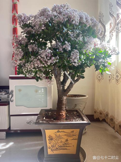 玉树会开花吗?几年会开花