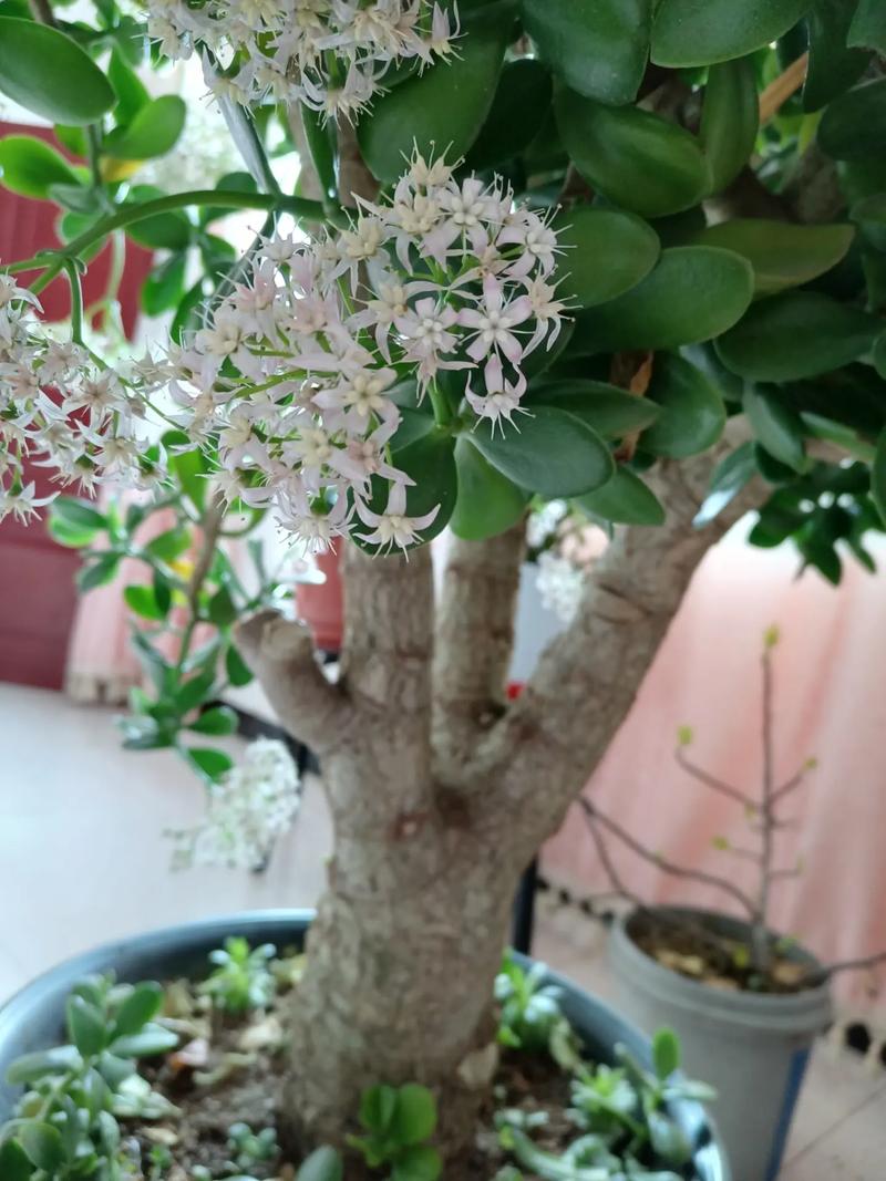 玉树什么时候开花