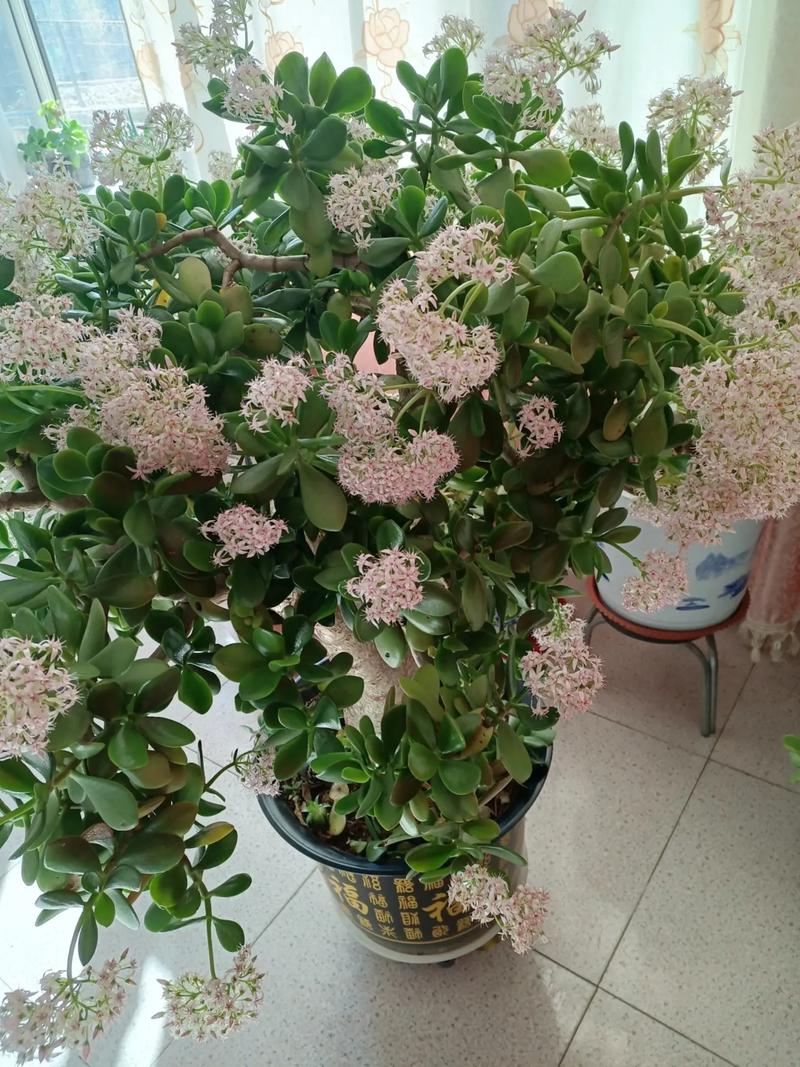 玉树多久会开花
