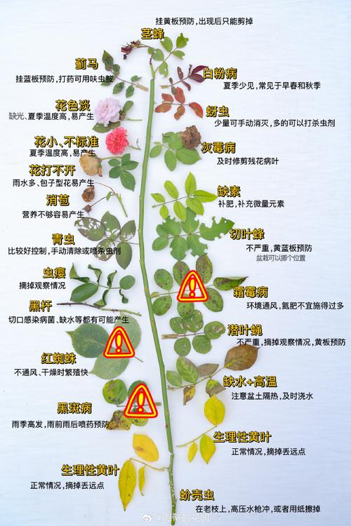 花毛茛的主要病虫害及其防治方法