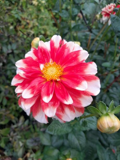 花毛茛病虫防治