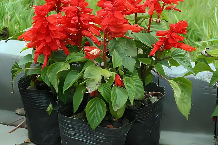 花毛茛的病虫害识别和如何防治?
