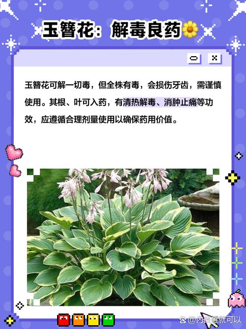 玉簪花可以放室内养吗，玉簪花室内还是室外？