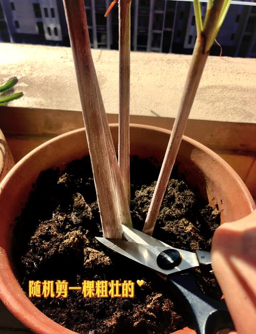 做卤菜用香茅草好还是枫茅草好?
