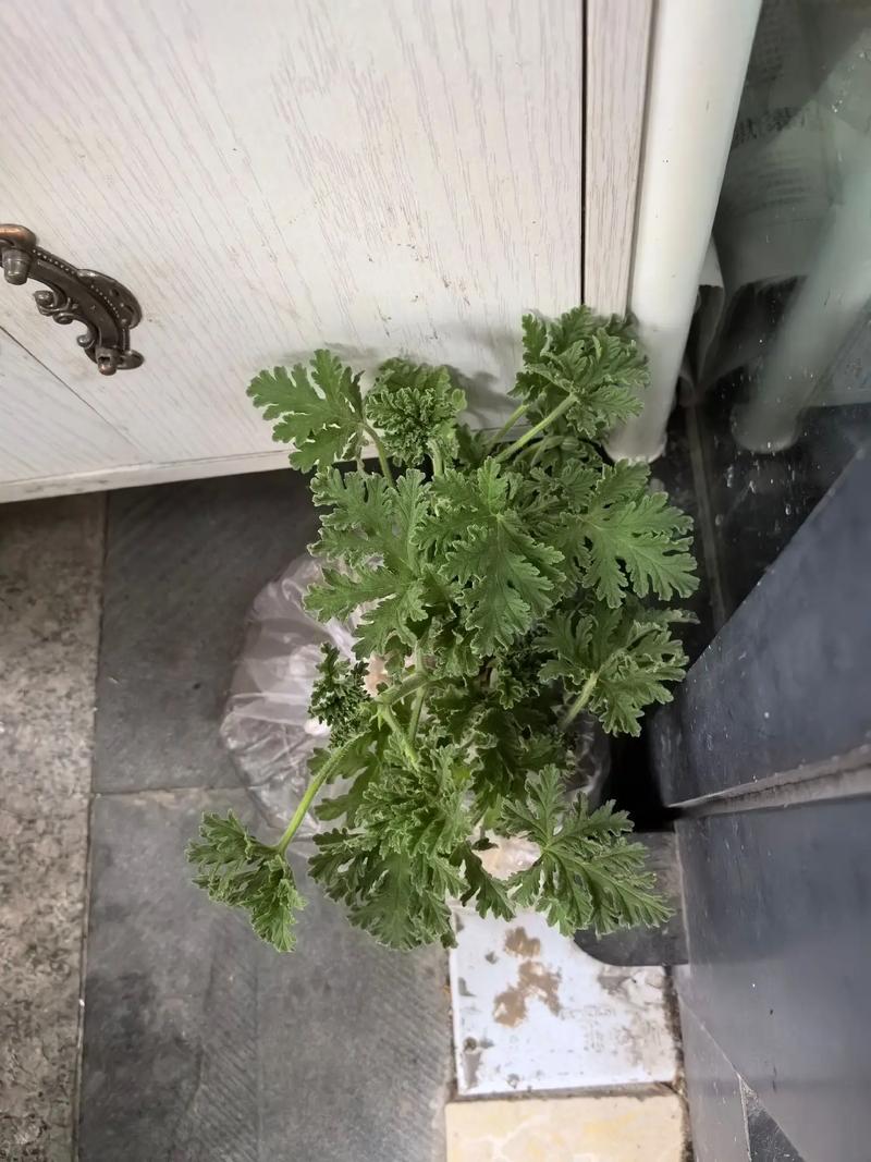 驱蚊草真的可以驱蚊吗