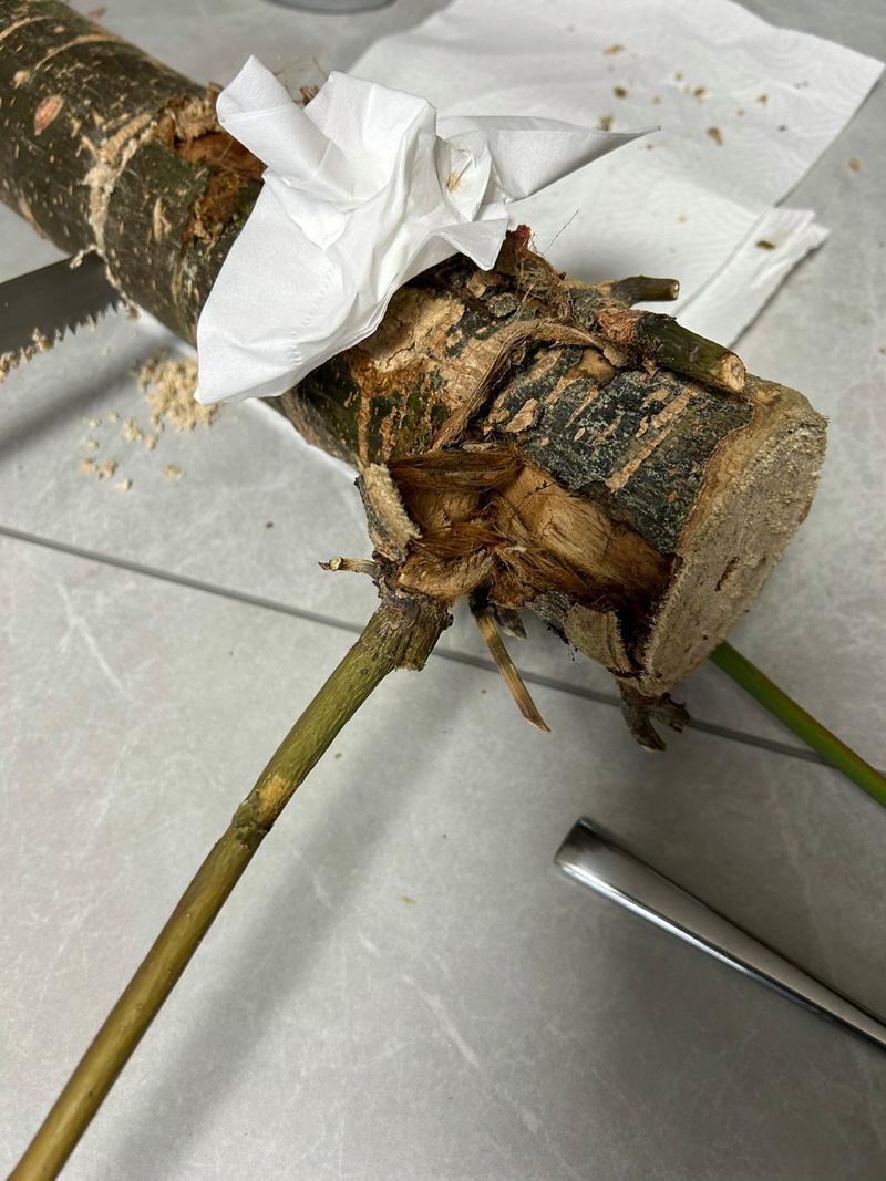 发财树树皮发软腐烂怎么处理