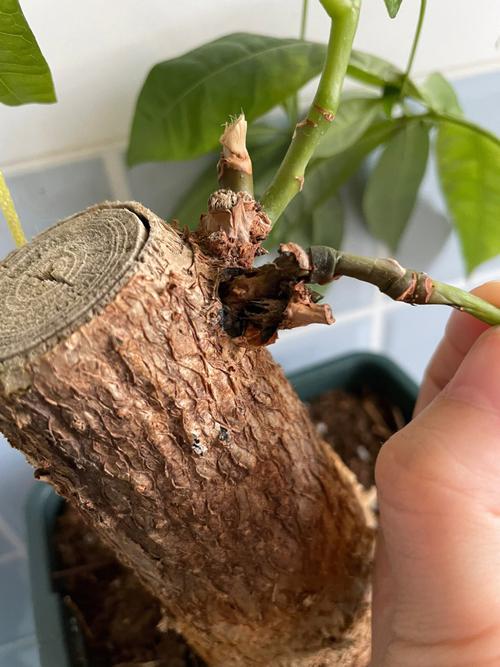 发财树皮腐烂怎么补救