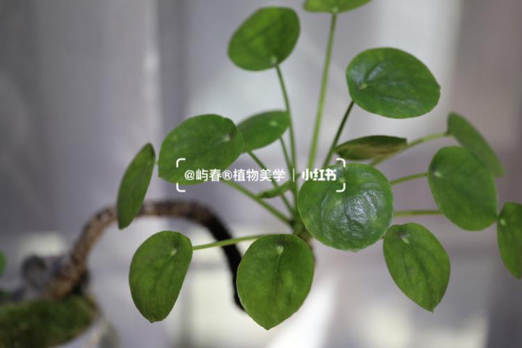 镜面草怎么修剪才好看