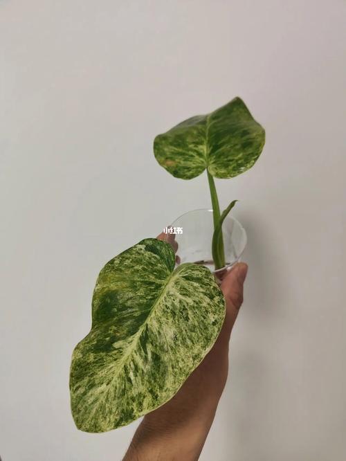 猪笼草烂根的特征,烂根怎么办
