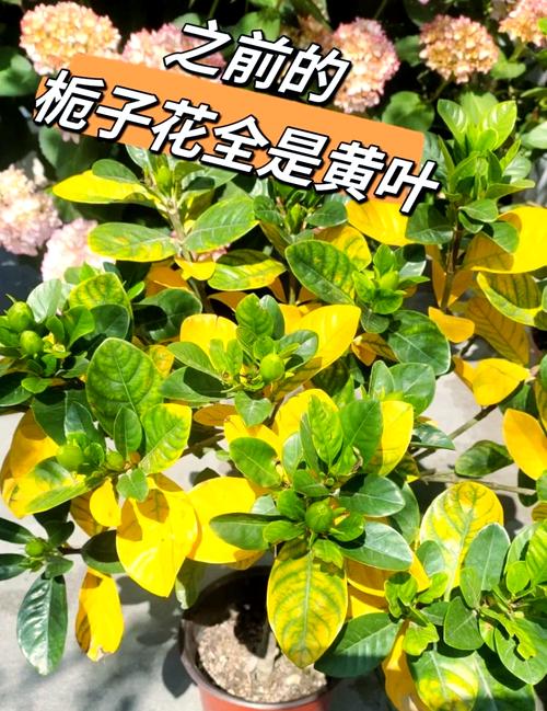 猪笼草黄叶的原因和处理办法