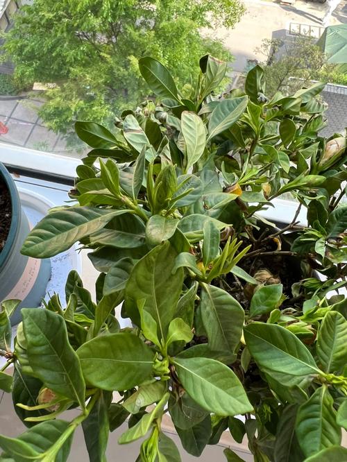 满天星有花苞不开花怎么回事