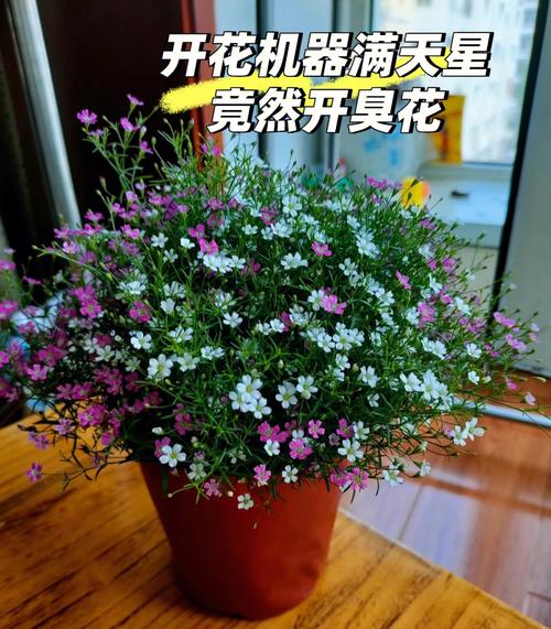 满天星不开花是怎么回事?