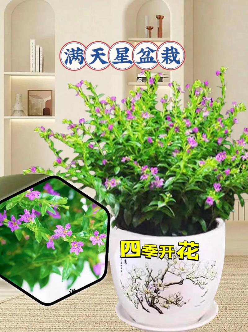 这段时间的满天星为什么不怎么开花?跟前段时间根本就没法比,可以告诉我...