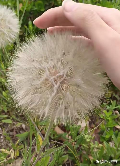 蒲公英像什么,什么样的蒲公英