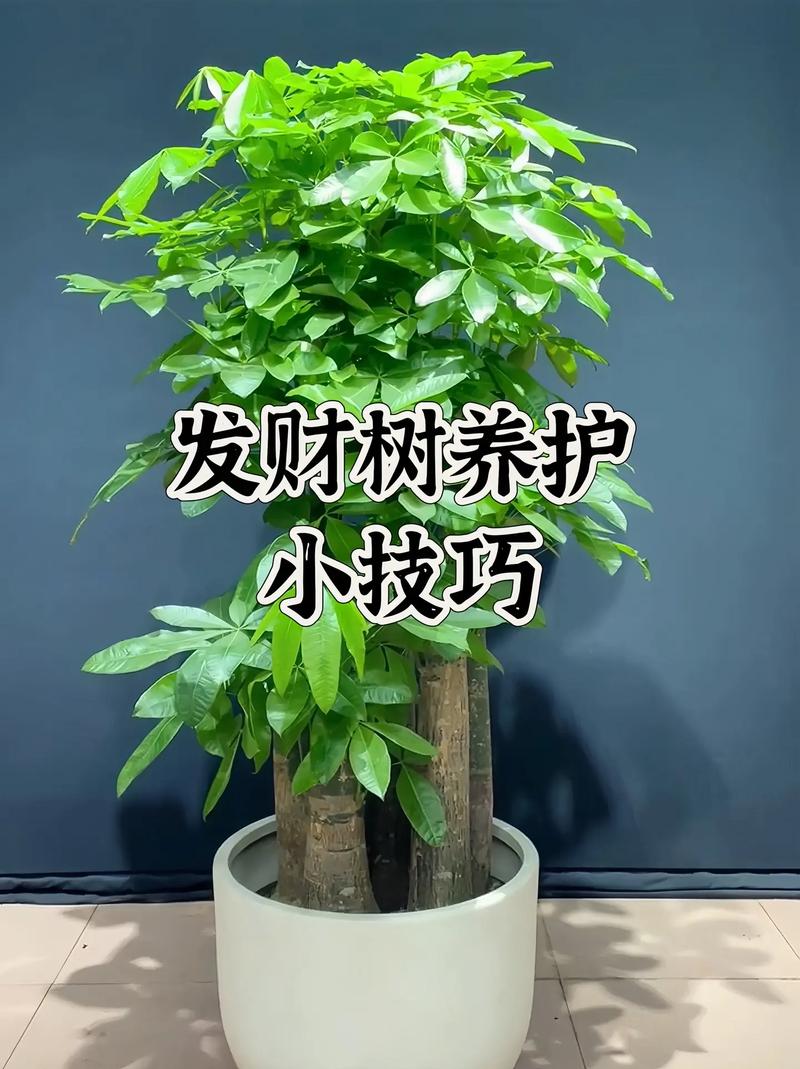 发财树的作用和功效是什么