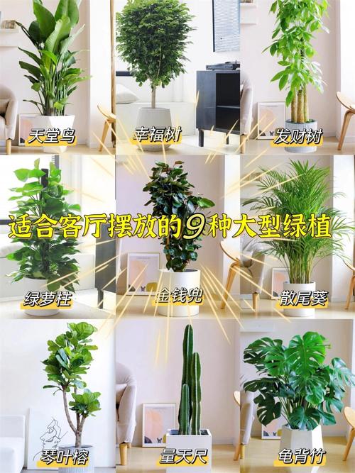 发财树有什么作用和功效