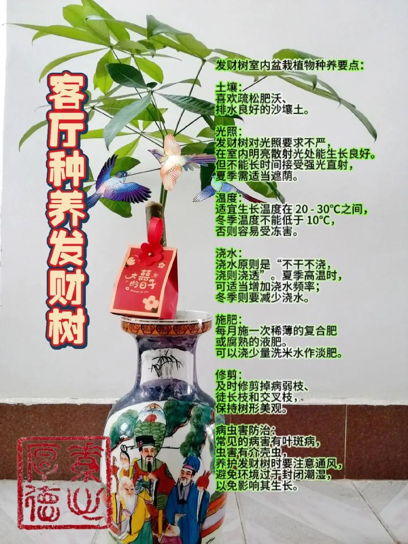 种发财树有什么作用