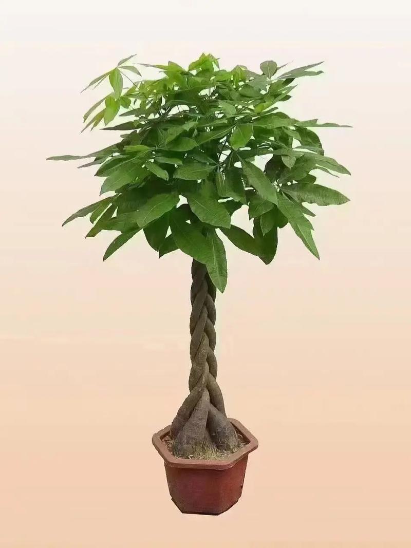 发财树的作用大全