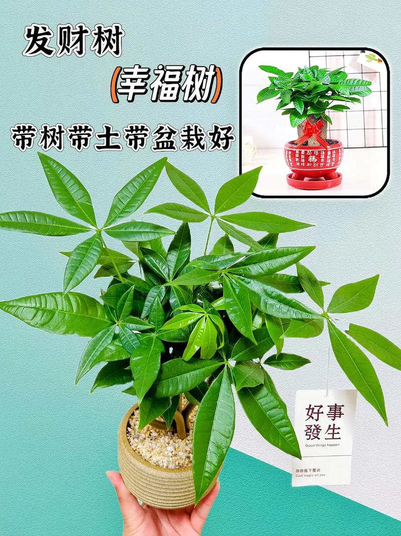 发财树功效