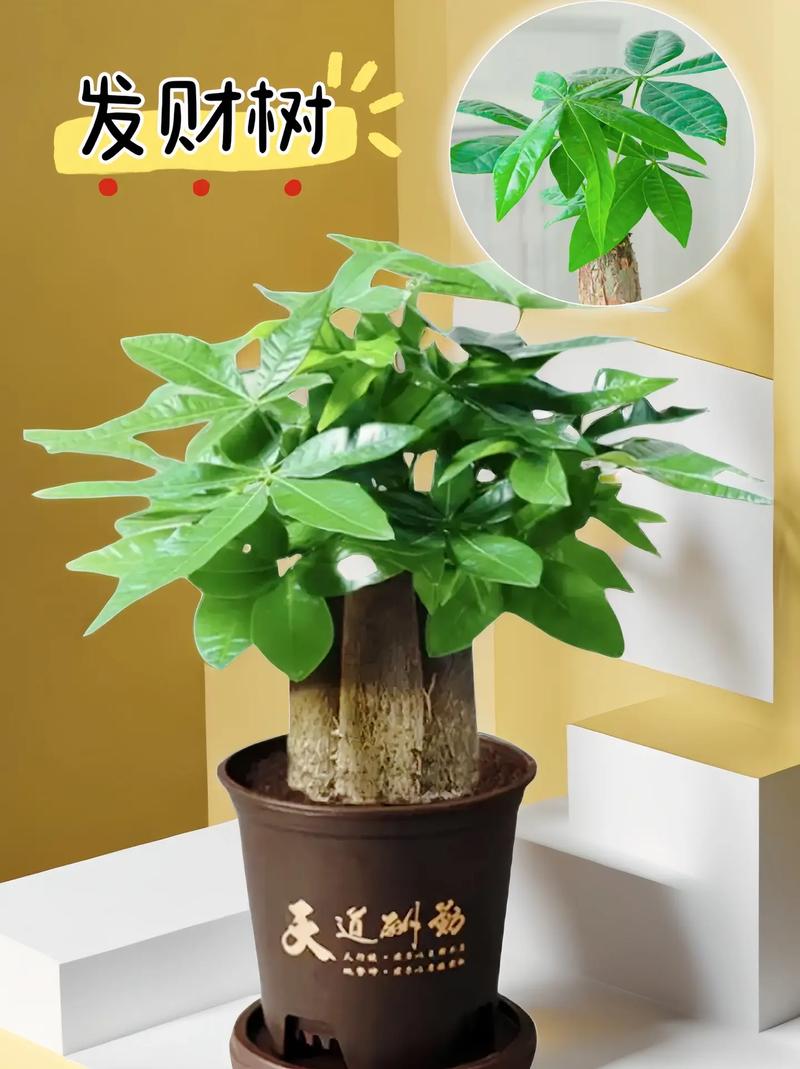 发财树的作用有哪些