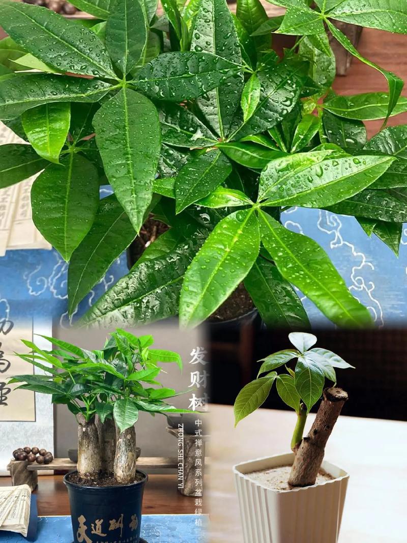 发财树作用是什么