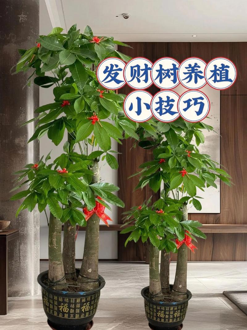 发财树的用途是什么