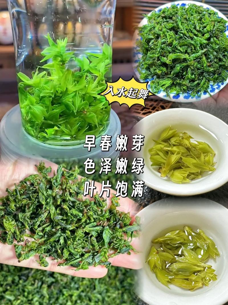 苦丁茶产地