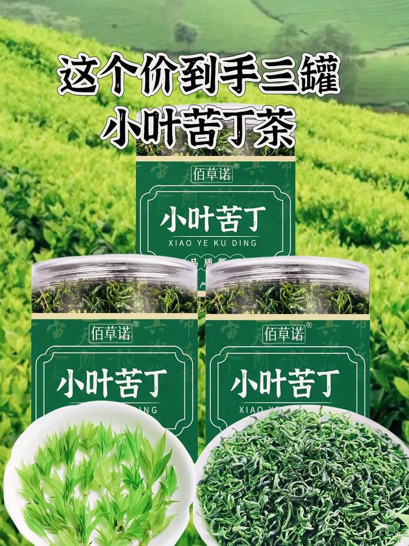 苦茶叶产地介绍苦茶叶产地有什么地方