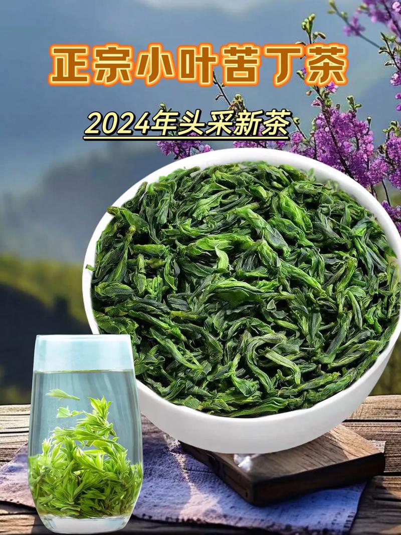 苦丁茶大叶与小叶的区别