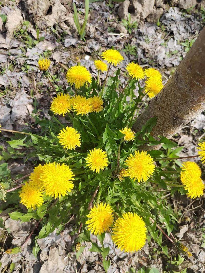 蒲公英几月开花的