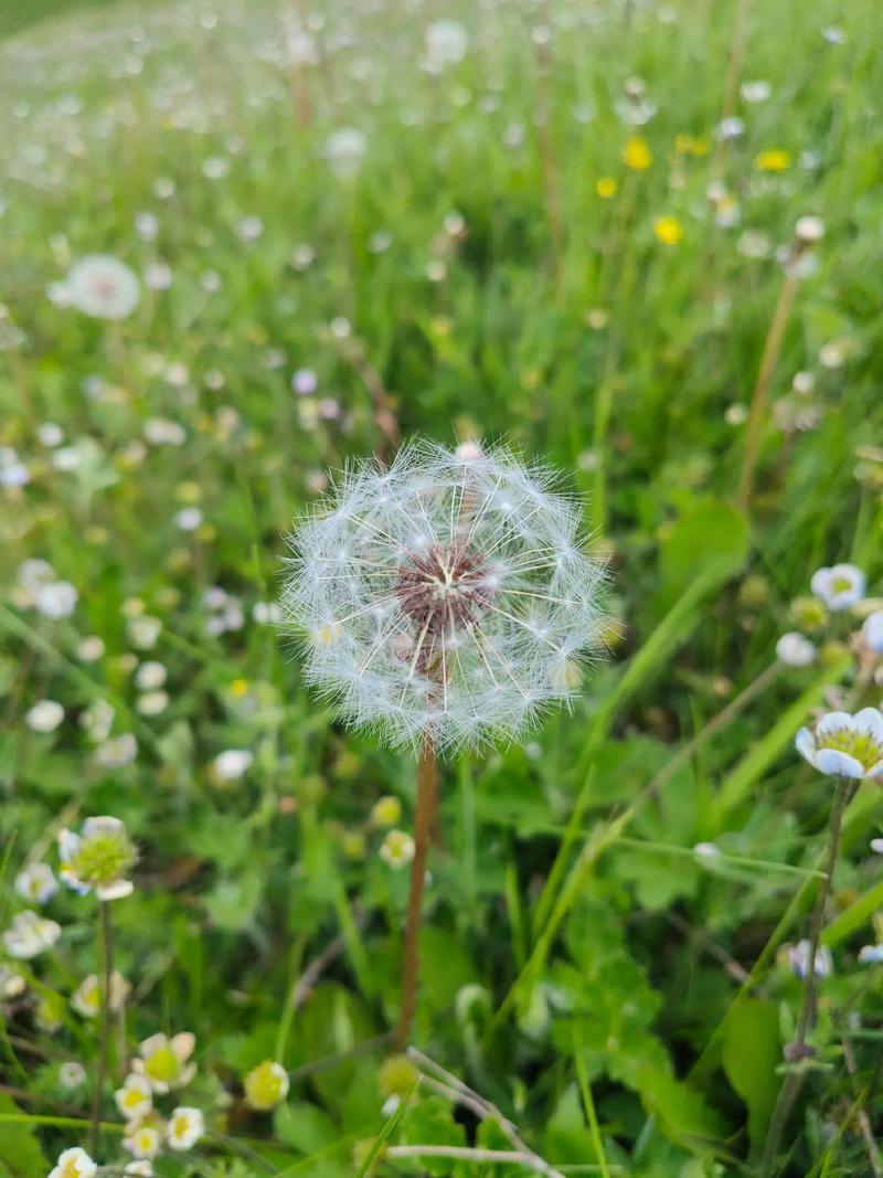 蒲公英一般什么时候开花?什么时候凋谢?