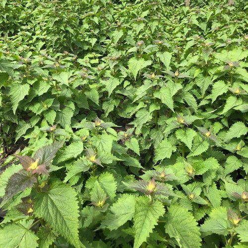藿香的虫害及其防治，藿香的虫害及其防治措施